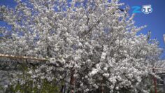 Левха «Темеллининъ мукъаддес ери» 08.04.22